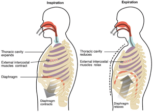 This is the Avatar Image for the Breathing AI Voice and Text to Speech Generator